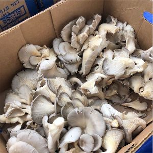 Gray Oyster Mushroom