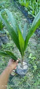 palm oil plant
