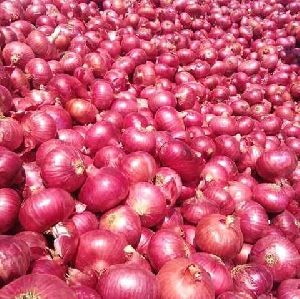 Fresh Nashik Onion