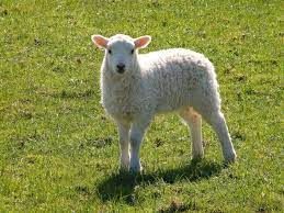 Live Sheep Lamb