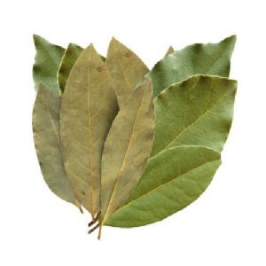 Raw Bay Leaf