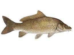 Common Carp Fresh Fish