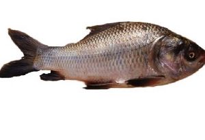 live tilipia fish