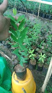 White sandalwood plants