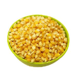 Organic Corn Seed