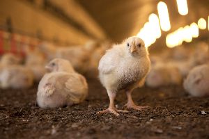 feed poultry animals sodium sulphate