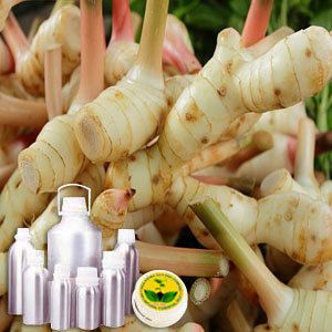 Galangal Oil