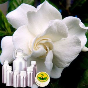 Gardenia Absolute Oil