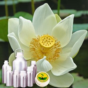 Lotus White Absolute Oil