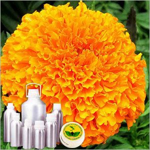 Marigold Absolute Oil