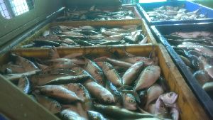 Raw fish materials for fish meal