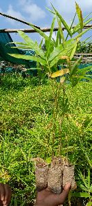 bambusa vulgaris plant