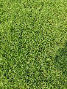 carpet grass natural