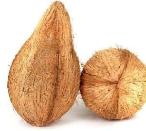 semi husked coconuts