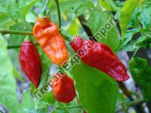 Fresh Ghost Pepper