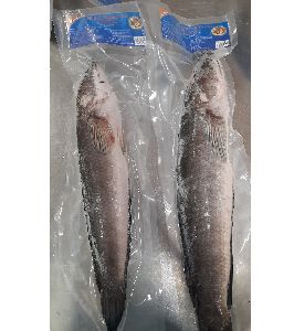 Frozen Murrel Fish