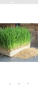 wheat grass