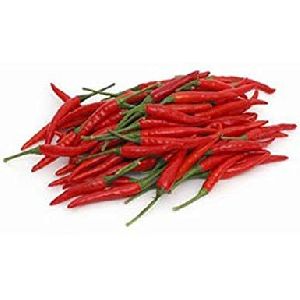 Fresh Red Chilli