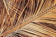 dry palm leaf
