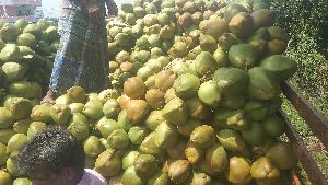 TENDER COCONUT PULP