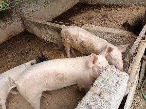 boar sows live pigs