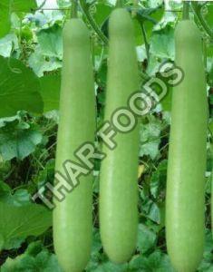 Fresh Bottle Gourd