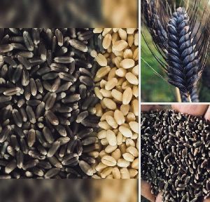 500 kgs black wheat seeds