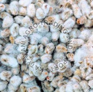 Raw Cotton Seeds