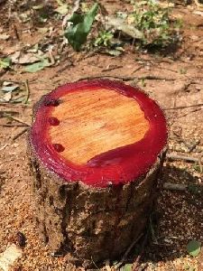 Red Sandalwood export gets nod