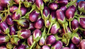 Fresh Eggplant, Packaging Size : 15kg