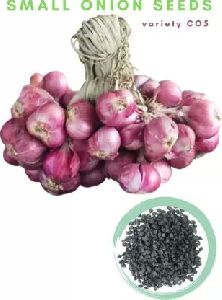 CO-5 Onion Seeds