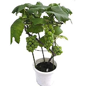 Green Grapes Plant