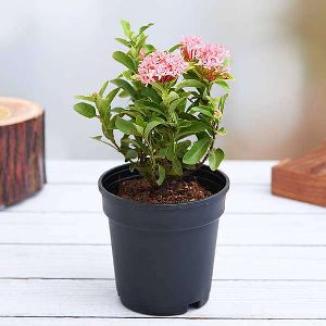 Ixora Plant - Get Latest Price & Mandi rates from Dealers & Traders |  Exporters India