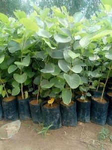 Sandalwood Plant