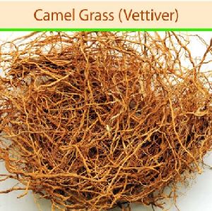 camel vetiver grass