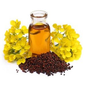 Natural Essential Oil Mustard 100% Natural C14 Test Certified