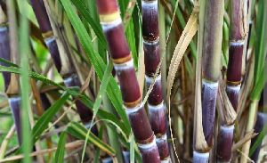 fresh sugarcane