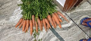 carrot pickle