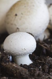 Button Mushroom Spawn
