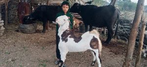 goat farming service