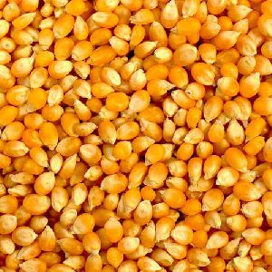Natural Maize Seeds