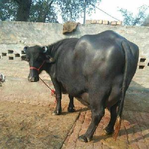 Murrah Buffalo Calf