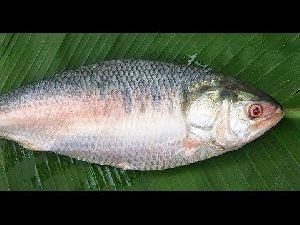 frozen hilsa fish