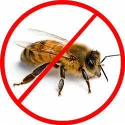 Honey Bee Pest Control Service