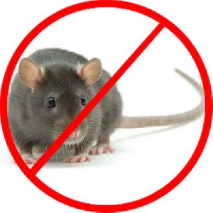 Rodents Pest Control Service