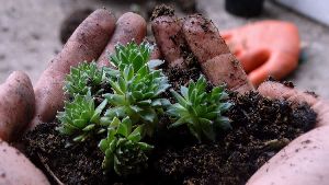 Succulent and Cactus Potting Soil Mix