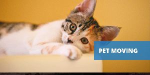 Pet Moving Services