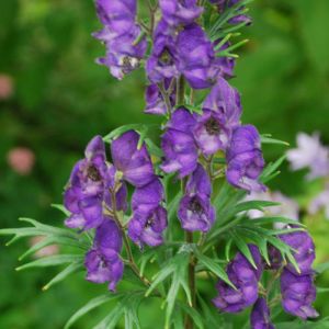 Aconitum Ferox Extract