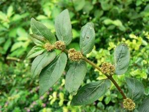 Euphorbia Hirta Extract