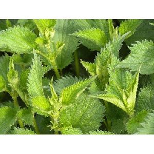 Nettle Leaf Extract